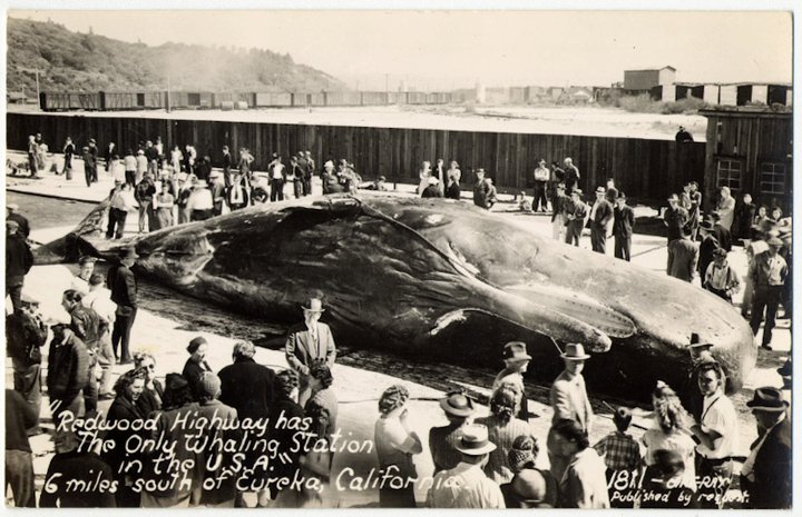whaling in Eureka, California.