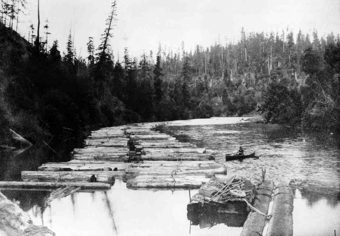 cut logs in river